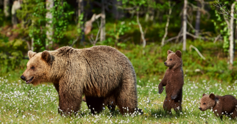 mBaer Necessities 05 / 2025